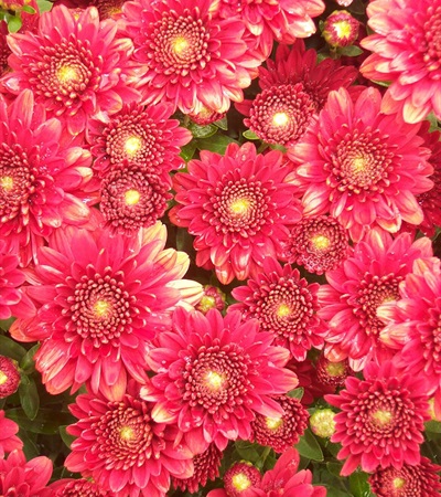 Belgian Mums® Camina